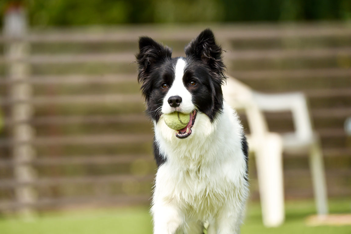 大型犬OK頭数制限なし